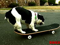 Skateboarding Dog