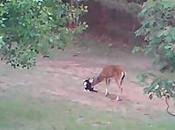 Cat meets deer