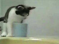 Funny Cats