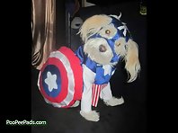 Dogs Who Think They Are Superheros