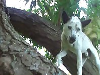 Dog climbing a tree