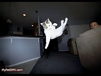 Flying Cats!