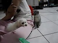 Funny Cat Hits the Dog