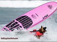 Surfing Dogs!