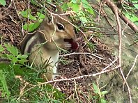 Funny Chipmunk eating food