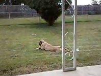 mastiff puppy doing the army crawl.