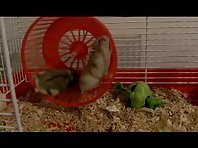 HAMSTERS- (teach me how to run!!l)