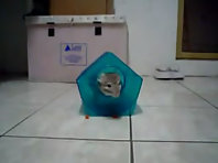 Funny animals Video