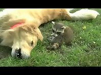 Raccoon vs. Dog