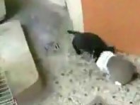 Very cool video Rabbit climbs to the cat