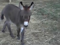 Cute donkey foal