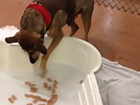 Hank bobbing for hot dogs, but is too afraid of the water.