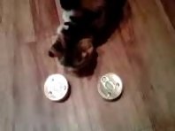 Smarty Cat - Cat Picks Her Own Food
