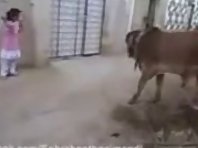 Kids get a cow to nod its head