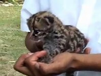 Baby Jaguar in Guatemala