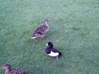 Tufted duck thinks it's a mallard