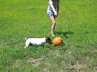 Blind Hootie Chases his ball