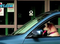 Subaru dog commercial