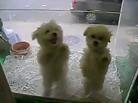 2 Cute Dancing Puppies