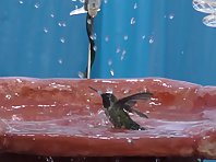 Hummingbird Shower in Slo-mo