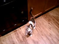 Smarty Cat - Cat Picks Her Own Food