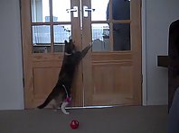 Kimicat opens doors