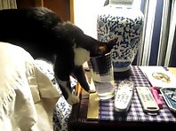 Thirsty Kitty