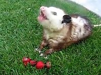 Possum eating