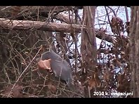 Squirrels wrestling to music