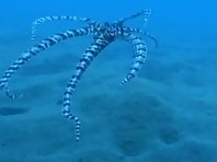 Mimic Octopus!!