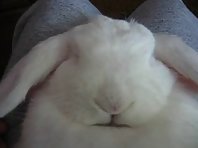 Snoring Bunny