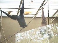 Monkeys spanking each other