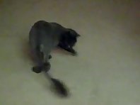 Cat chasing tail