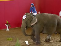 Elephant SHow