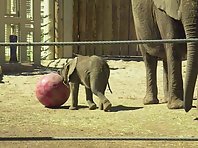 Baby Elephant