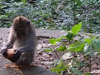 Monkey eating coconut