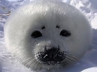 Cute Seals