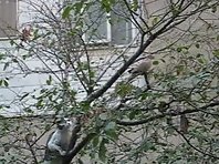 Cat climbs a tree to attack birds