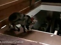 Cat pushes the cat down the stairs