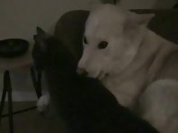 My dog grooming my cat