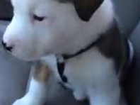 Adorable Puppy Doesn't Understand Where Hiccups Come From