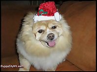 Pets Dressed as Santa!