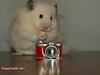 Hamsters Doing People Things