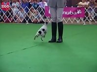 Funny dancing dog