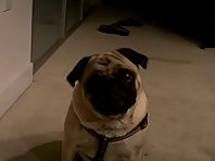 Pug scared to take a bath