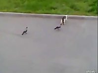 Epic Animal Street Fight