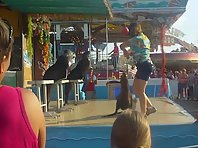 Sea lion show